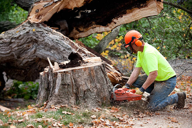 Residential Tree Removal in Terrace Heights, WA